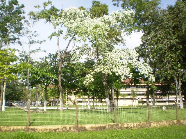 Espetáculo da natureza, em frente a Secretaria de Educação by Odilson Sá