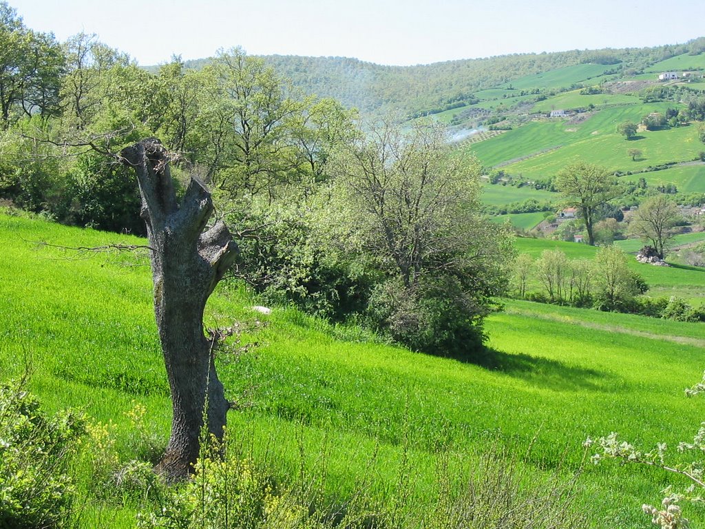 Albero in contrada traggine by Cizzart