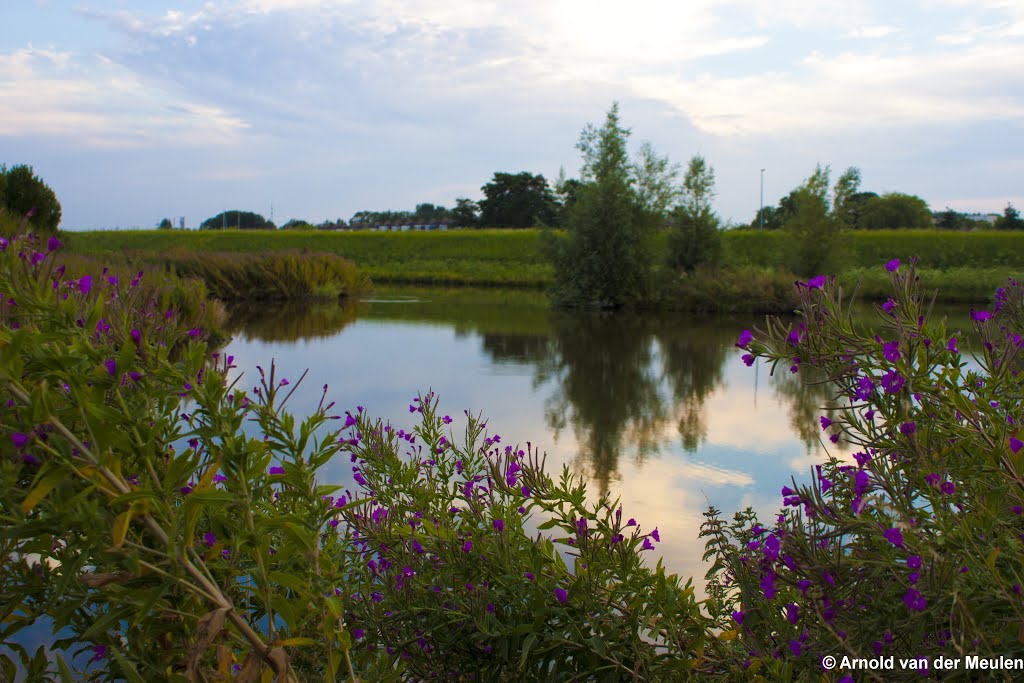 Puddle by Arnold van der Meule…