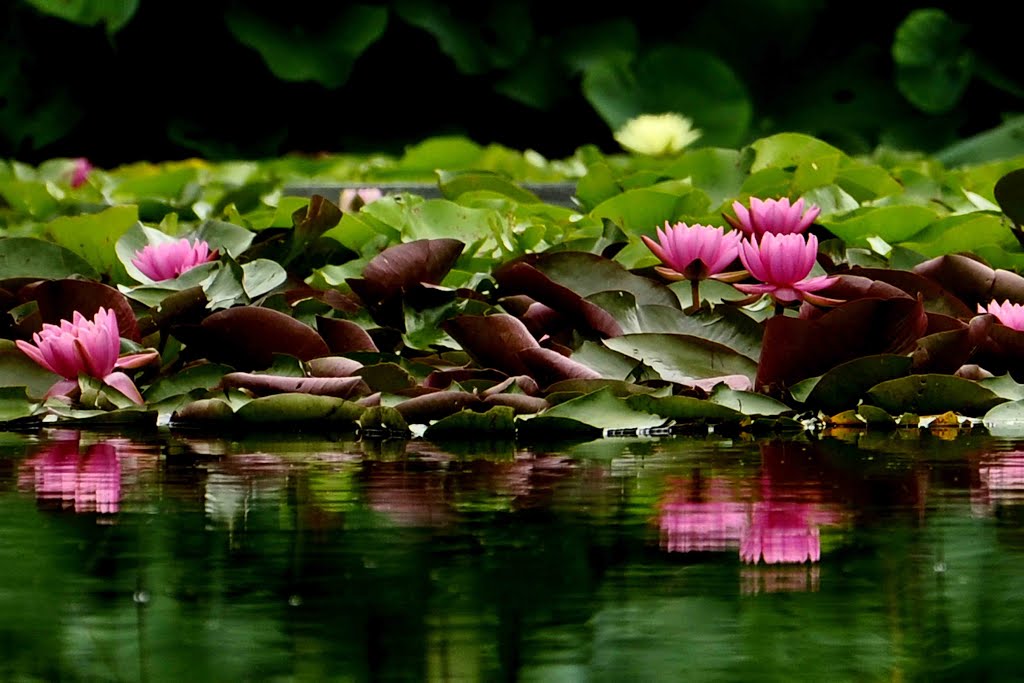 Am Teich by Sommerhuber Lamona