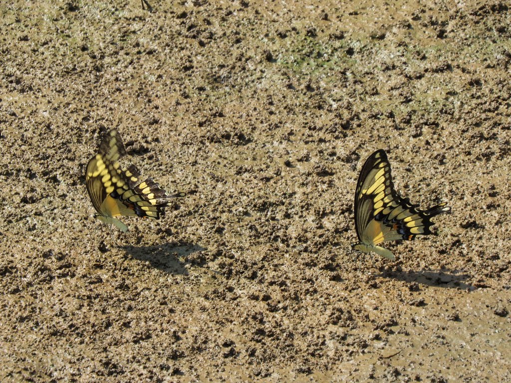 Giant swallowtails by Ronald Losure