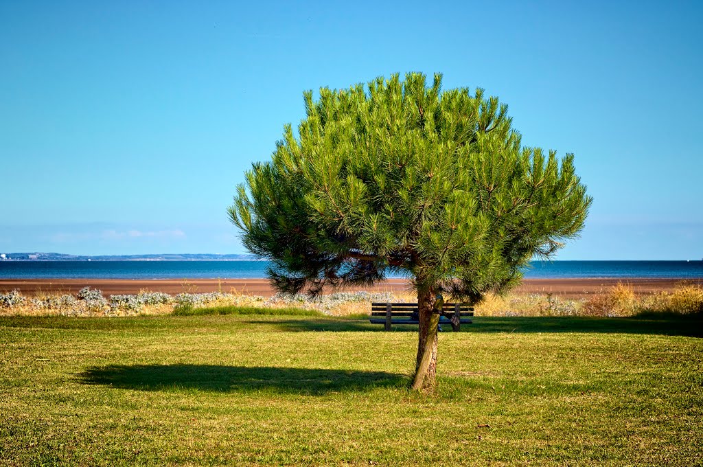 Beachfront Tree by Andrew Price