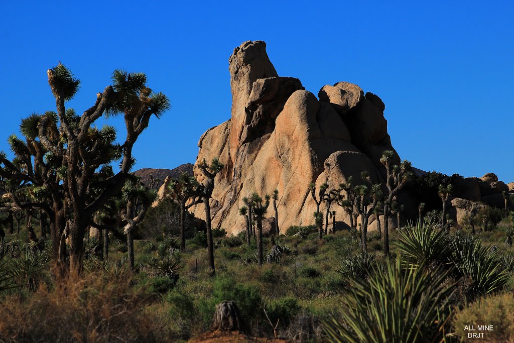 Hidden Valley Campground, JTNP by DesmondRJT@gmail.com