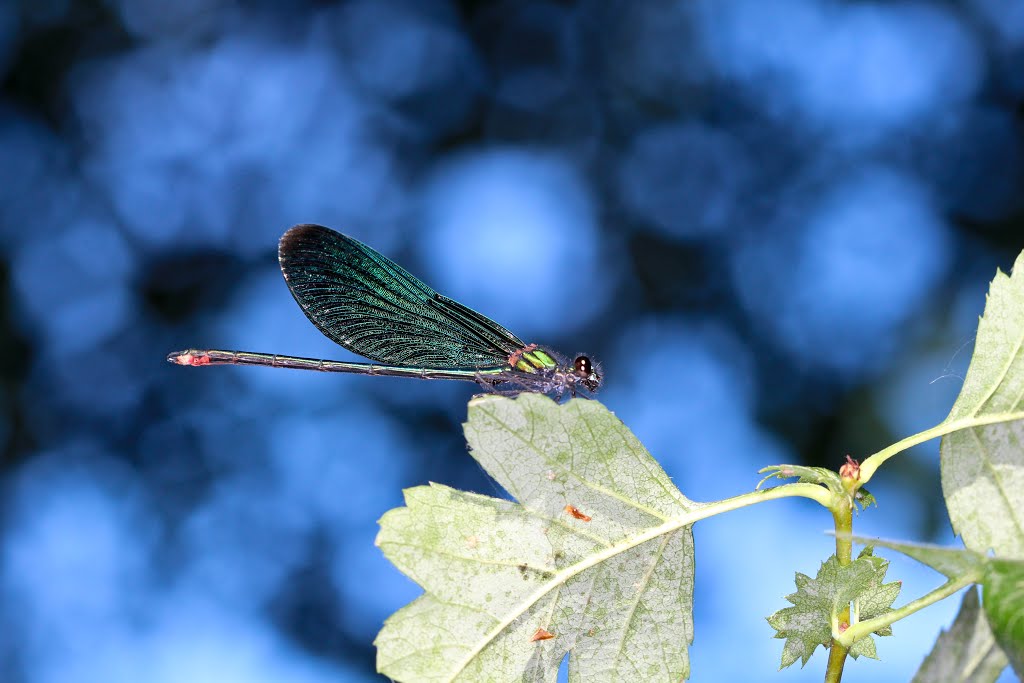 Blauflügel-Prachtlibelle (Calopteryx virgo) by Jürgen Lange