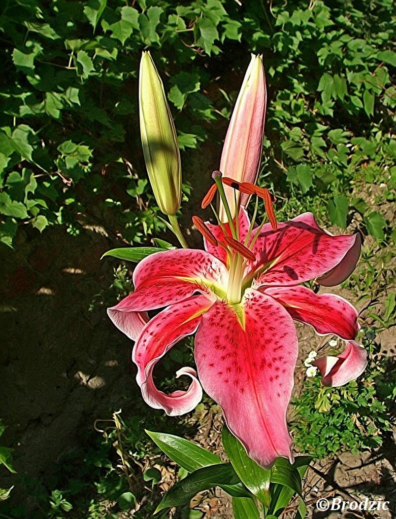 Zalewo . Lilia orientalna Stargazer - Lilium oriental hybridum . by brodzic