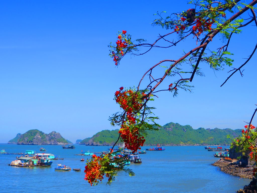 Tt. Cát Bà, Cát Hải, Hải Phòng, Vietnam by Dần Lê