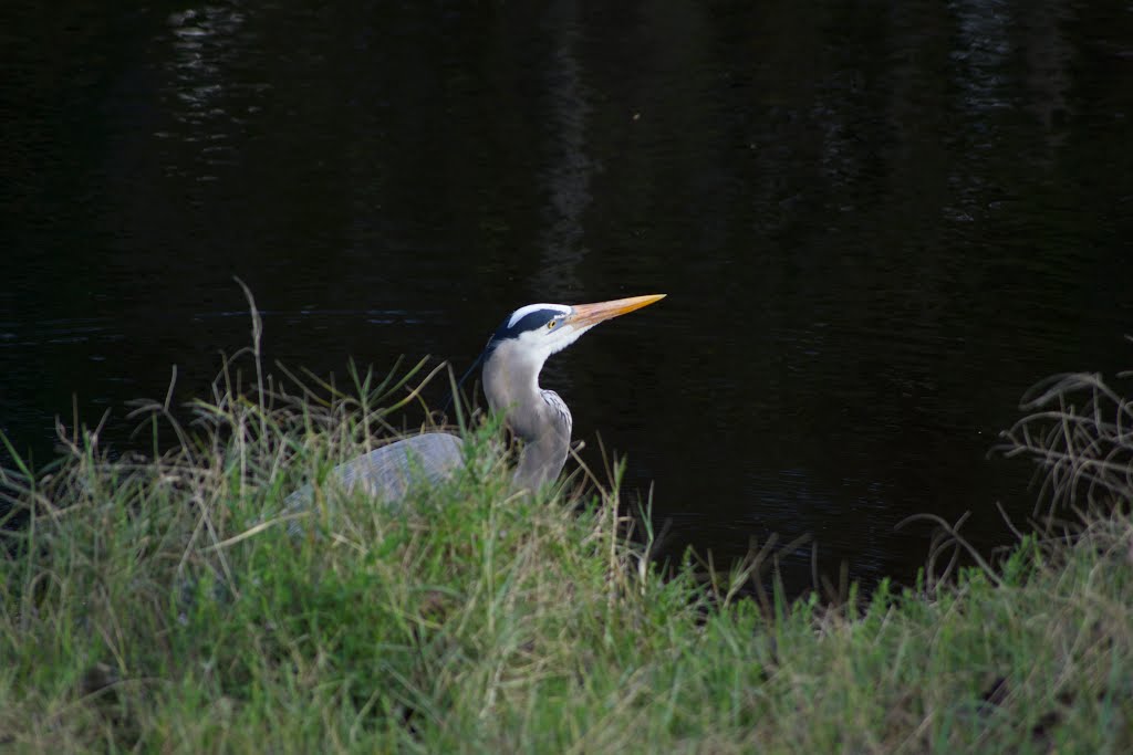 Bird by Brock S.