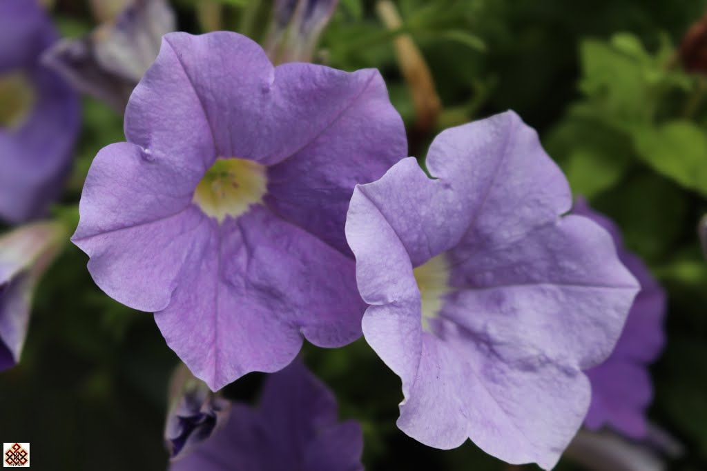 Petunia by Freek Geldof