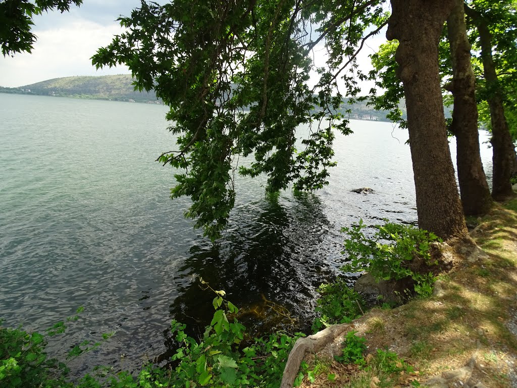 Three trees- Kastoria lake, Greece. by jo mor