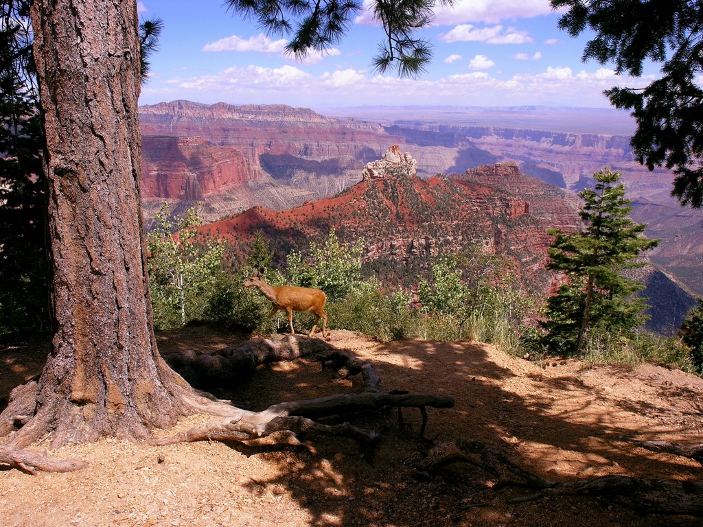 Grand Canyon Mule Deer by CD Photo