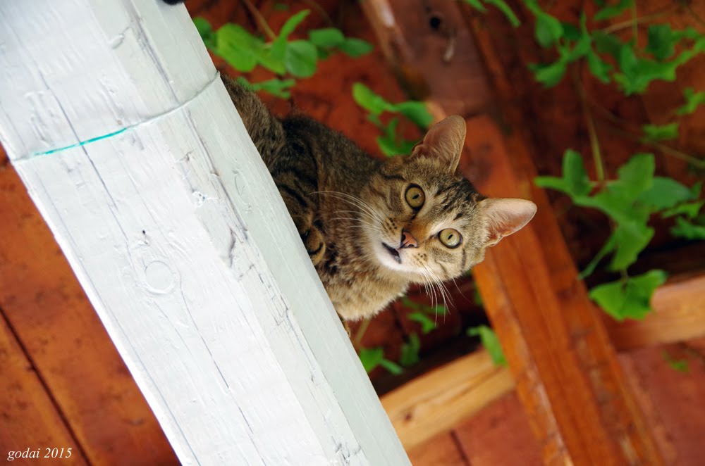 Lefkada Athani, favorite taverna Avra and cat 2015 by Godai (no read a com…