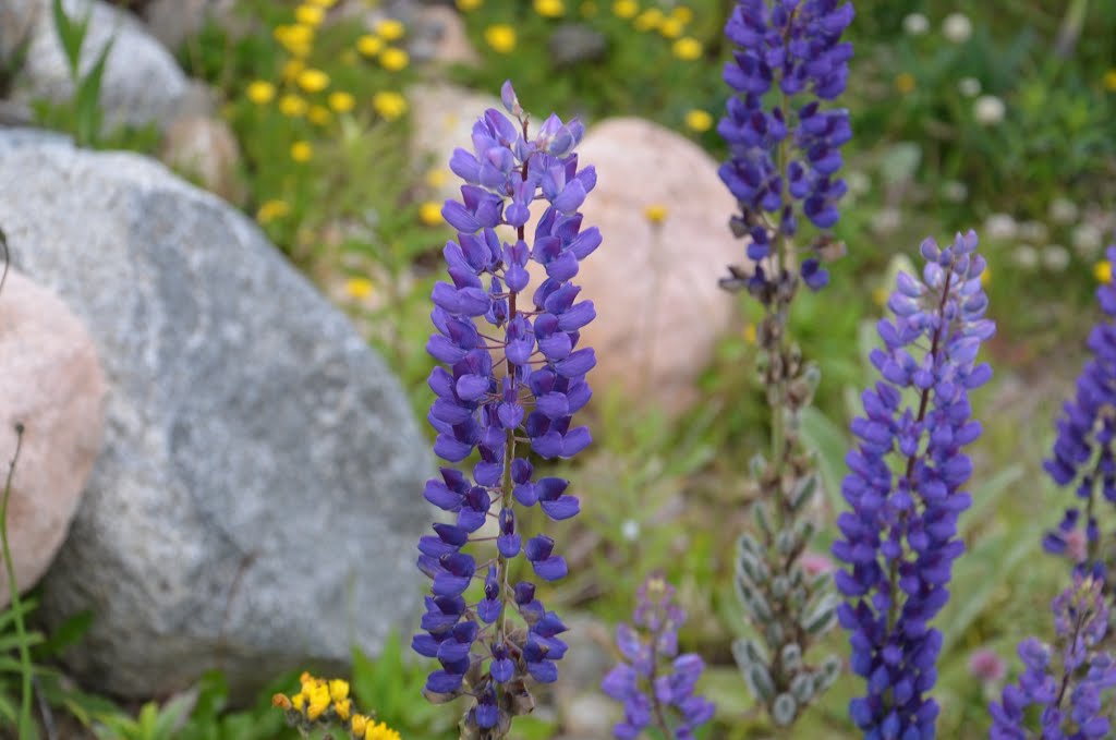 Lupine flower by Azizi -Maryam