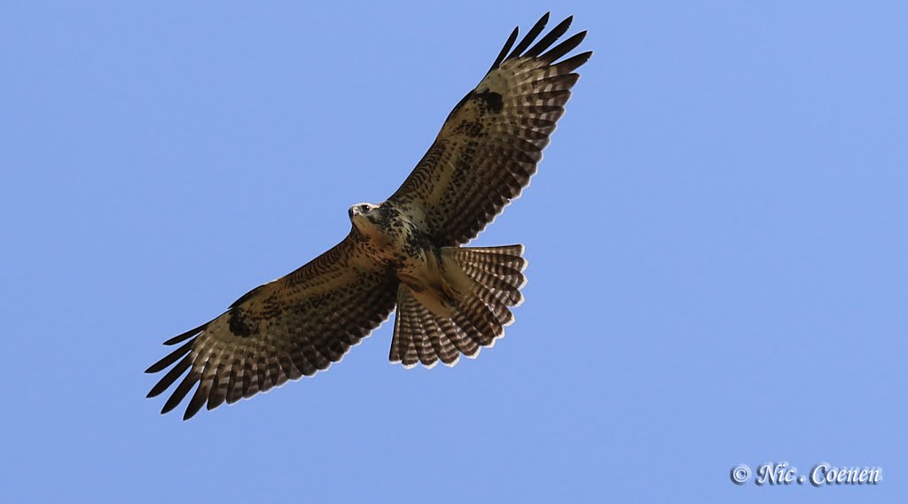 Buizerd -- (Buteo buteo) by Nic. Coenen