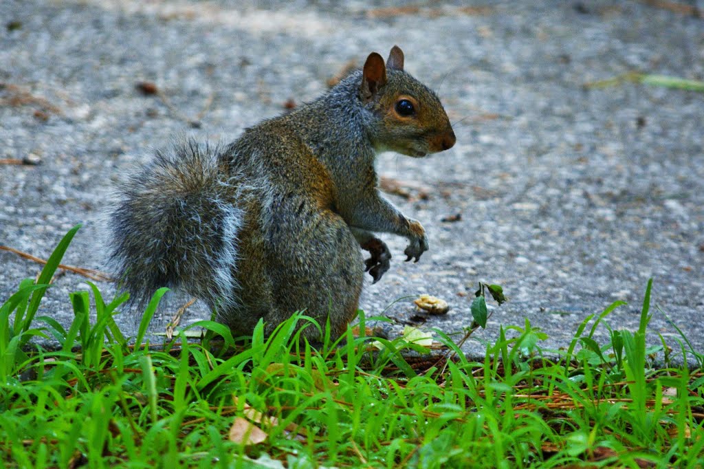 Where's My Acorn by Addison Likins