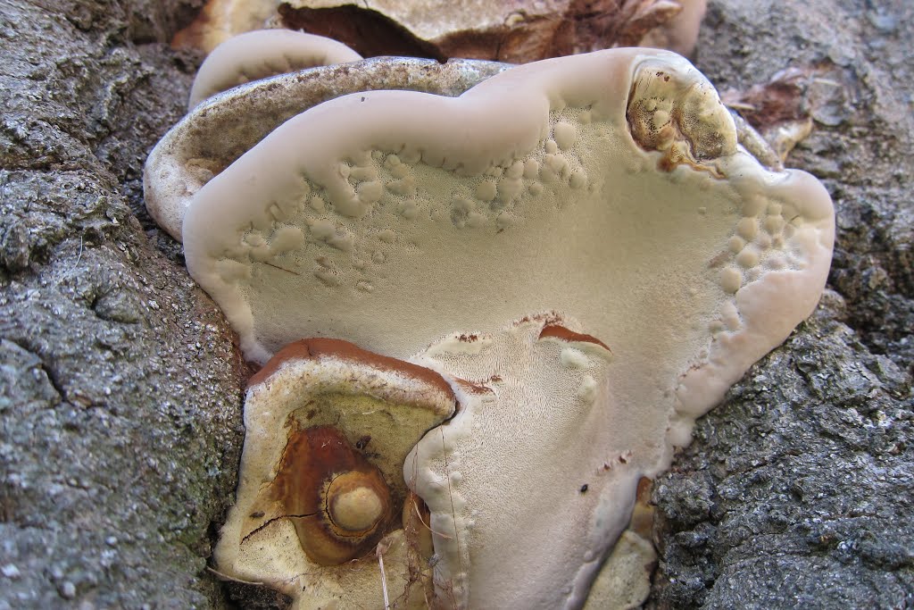 New growing of Ganoderma adspersum or G. australe or G.tornatum (GB= Polyporus Australis or Southern Bracket, D= Wulstige Lackporling, F= Ganoderme d’Europe, NL= Dikrandtonderzwam) brown spores and causes white rot, at this dead beech Schaarsbergen Schelmseweg by Henk Monster