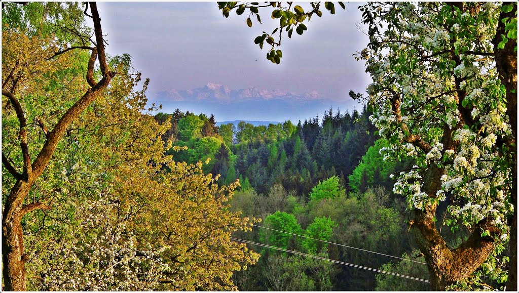 3.5.2015 - SÜD-TERRASSEN GRUNDSTÜCK - von 100 Meter Zufahrt Blick z.Großen Priel by MONTE LEONE