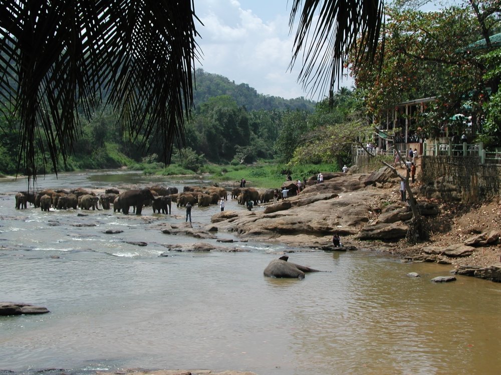 Sri Lanka, Pinnawella by Leo van Gog