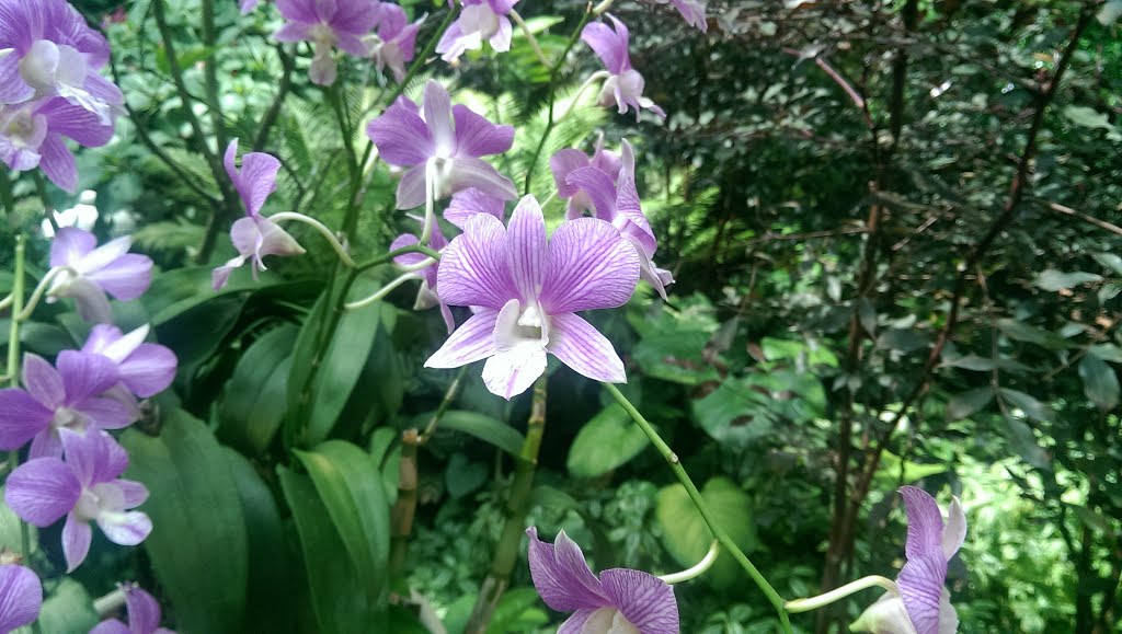 National Orchid Garden - Botannical Gardens by Walter Wu