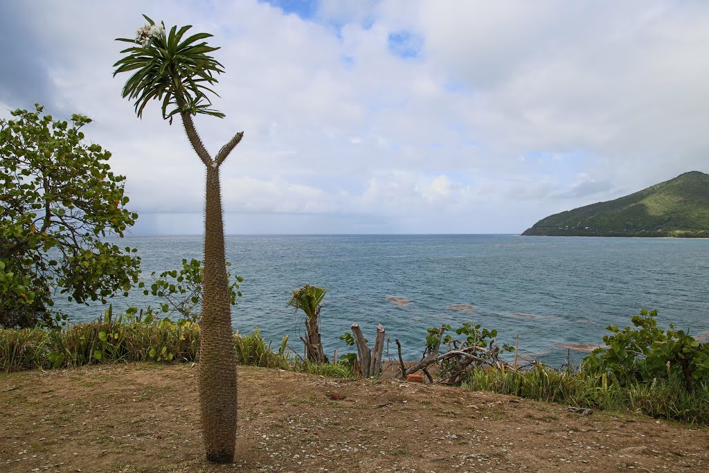 Emajagua, Maunabo, Puerto Rico by Horacio E Velazquez