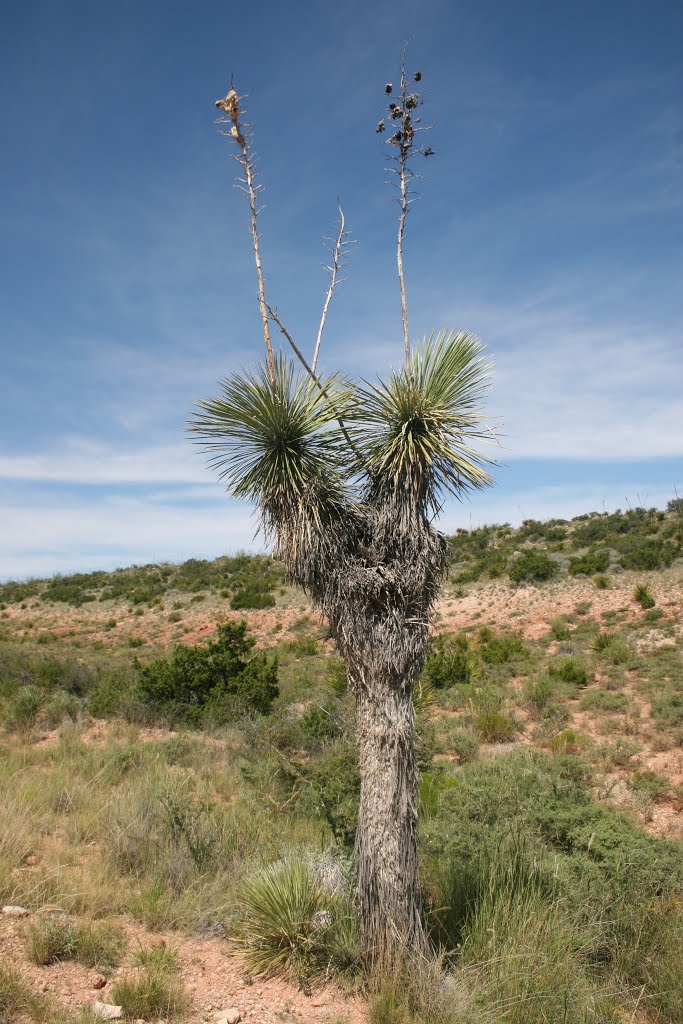 County Road 408, Eddy County, NM by Bruce Ellerin