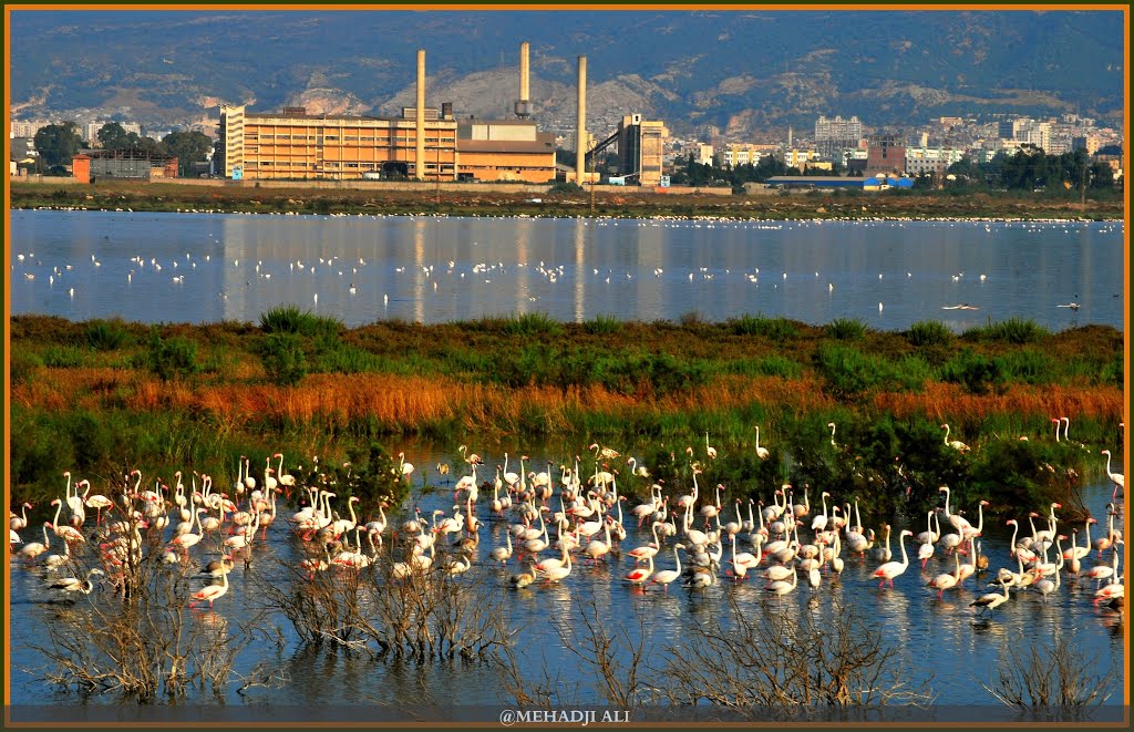 Flamands roses aux portes de la ville.... by Ali Mehadji