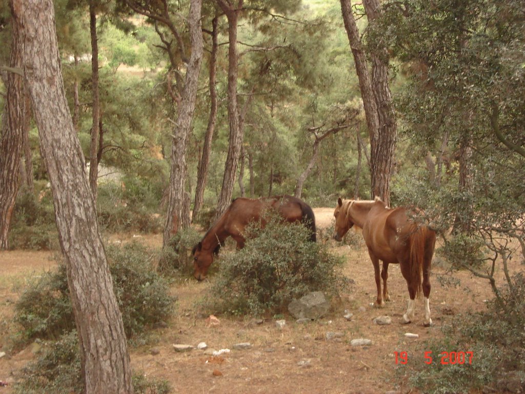 PANORAMİO OF CAMLİCA by gokhan