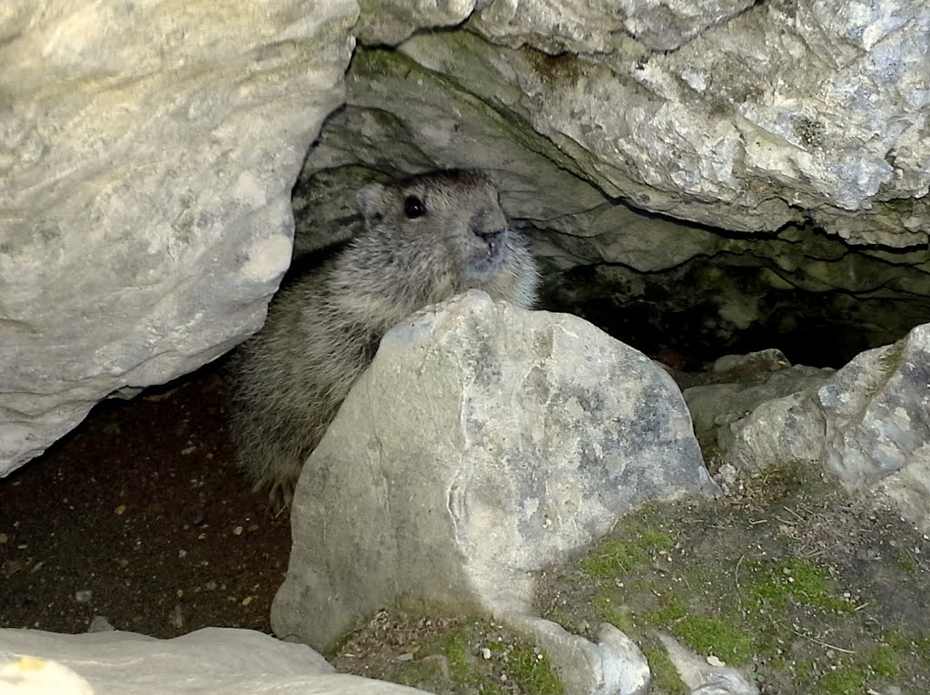 Marmotte dans sa Grotte, Lac Premier (THIEU) by Provensal Mathieu