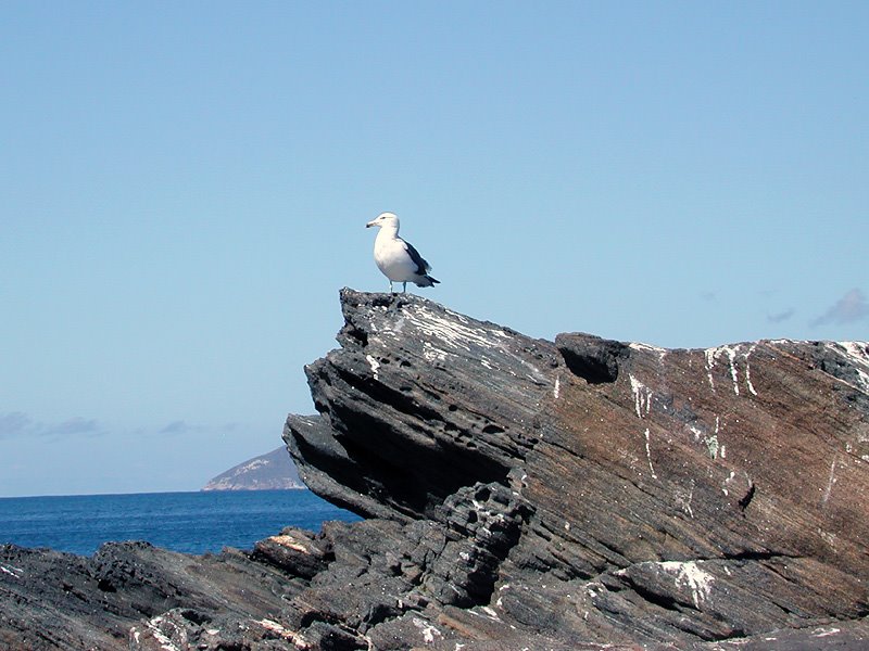 Seagull Cabo Frio by BrazPress