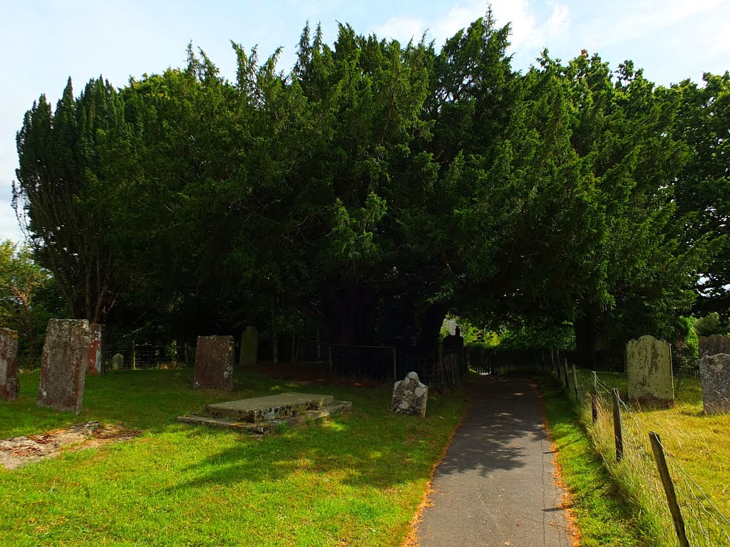 UK_England_Kent_Capel_Church of St. Thomas a Becket_old yew tree on the churchyard_DSCF1086 by George Charleston