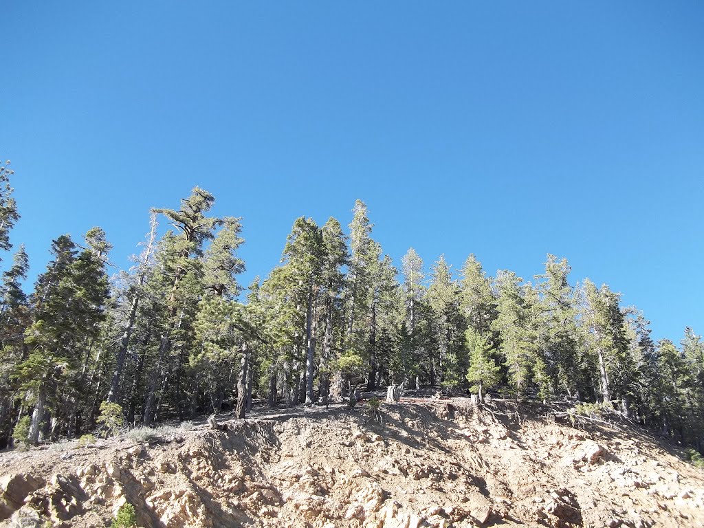 Dense Mixed Coniferous Forest on North Facing Slope Above Dawson Saddle- 8/8/15 by Brian Powell