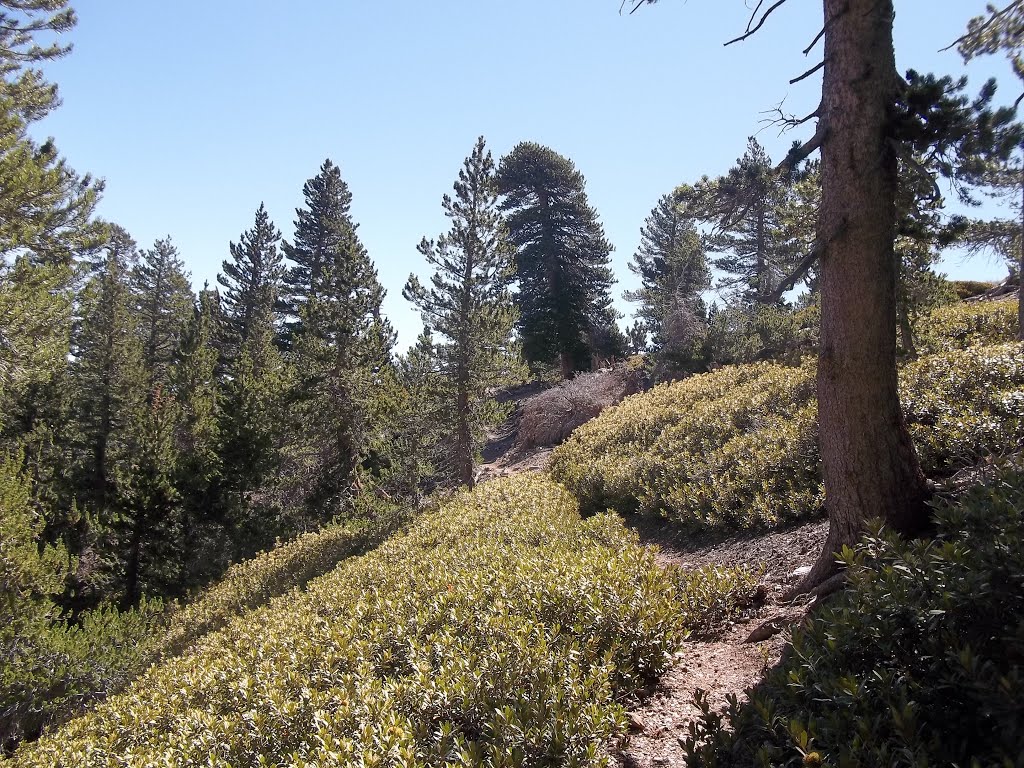 Lodgepole Pine Forest (Pinus contorta ssp. murrayana)- Dawson Saddle Trail Near Throop Peak (9,138')- 8/8/15 by Brian Powell