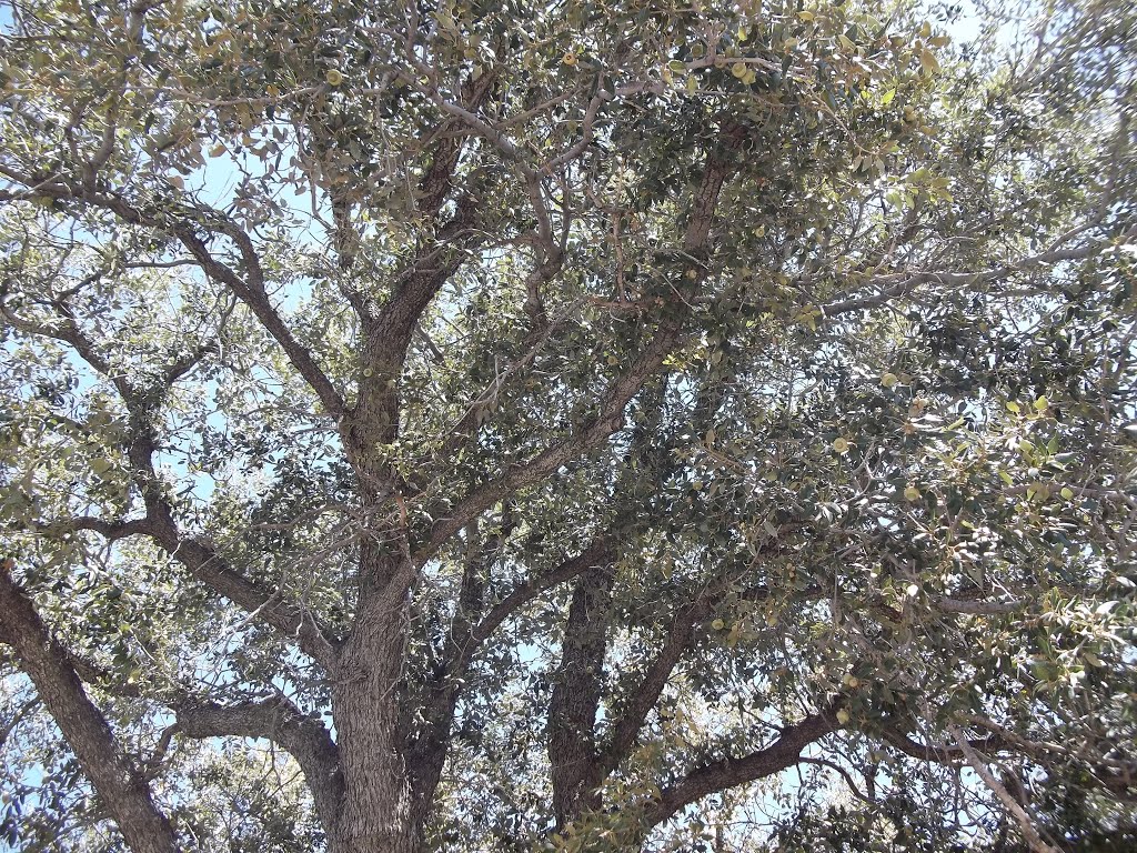 Glorious Canyon Live Oak (Quercus chrysolepis) on Angeles Crest HWY South from Desert Front Rd- 8/8/15 by Brian Powell