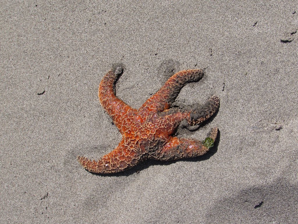 Orange Ochre Sea Star on Second Beach by Chris Sanfino