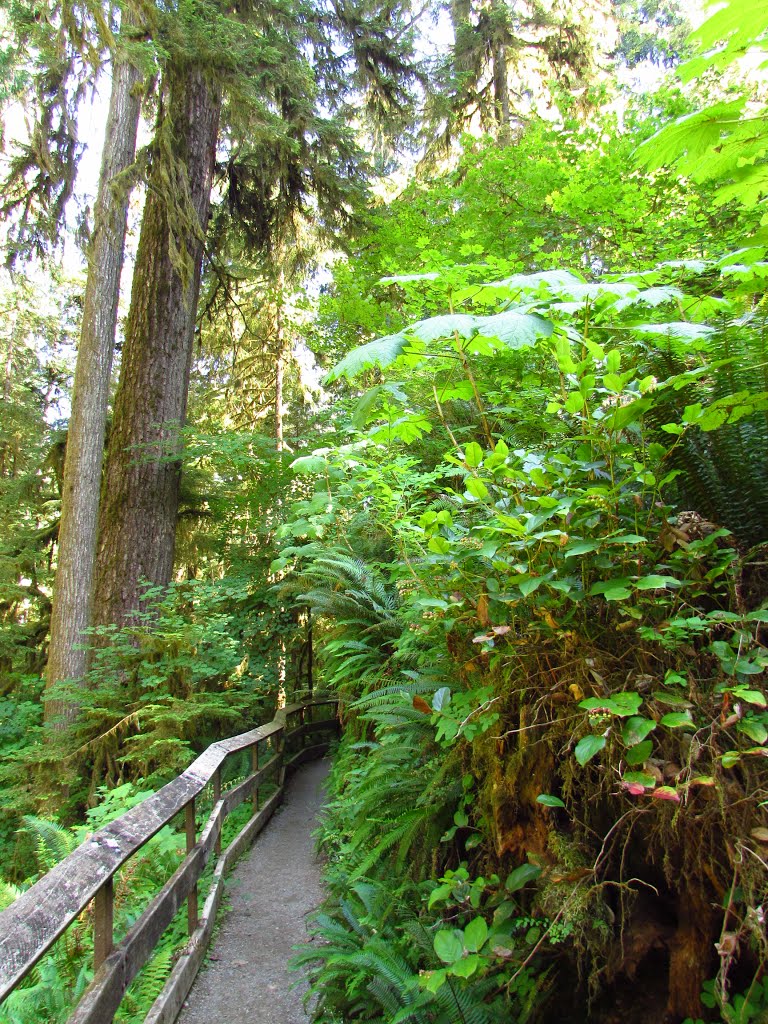 Willaby Creek Gorge Trail by Chris Sanfino