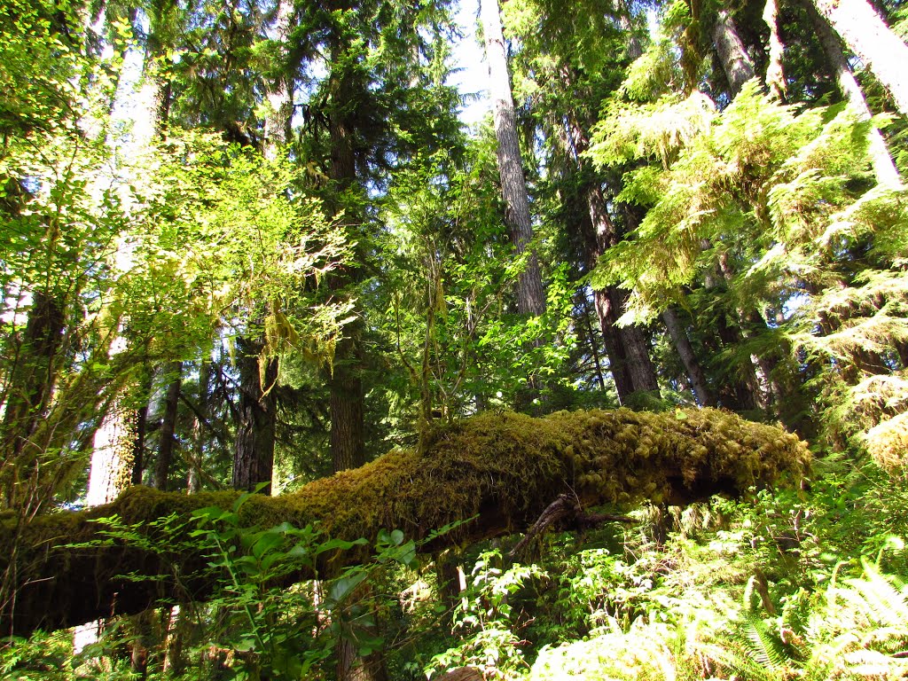 Nurse Log on Quinault Rainforest Loop by Chris Sanfino