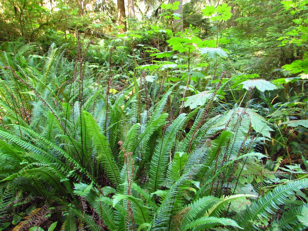 Big Ferns on Quinault Rainforest Trail by Chris Sanfino