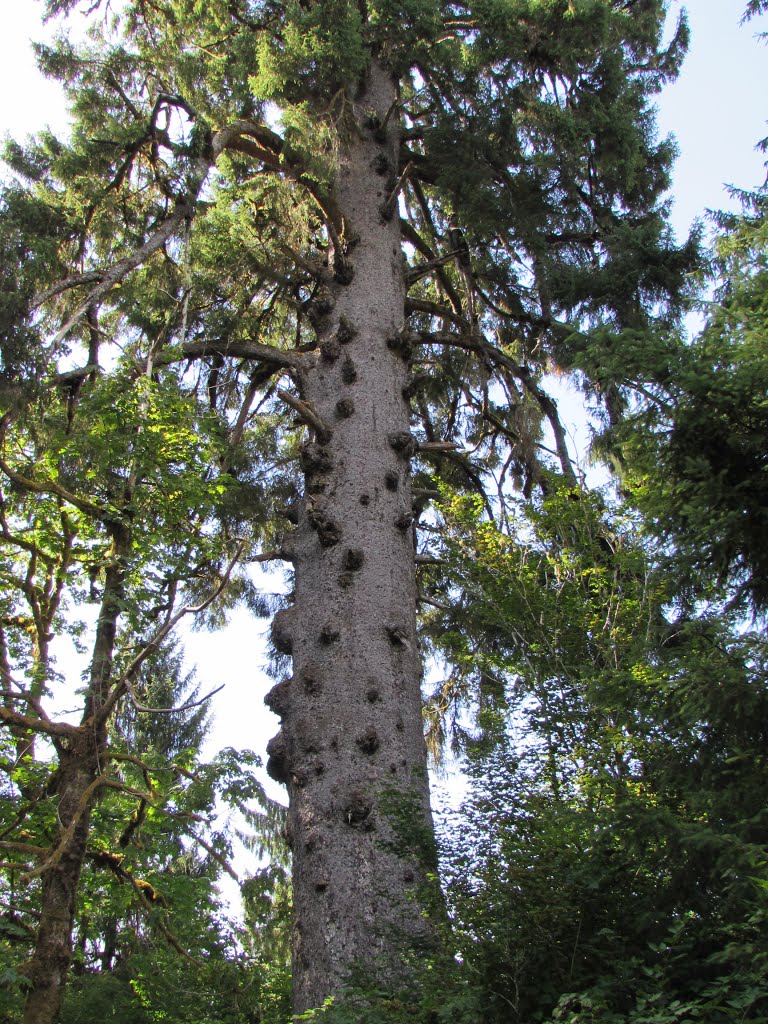 Largest Sitka Spruce; Quinault Rainforest by Chris Sanfino