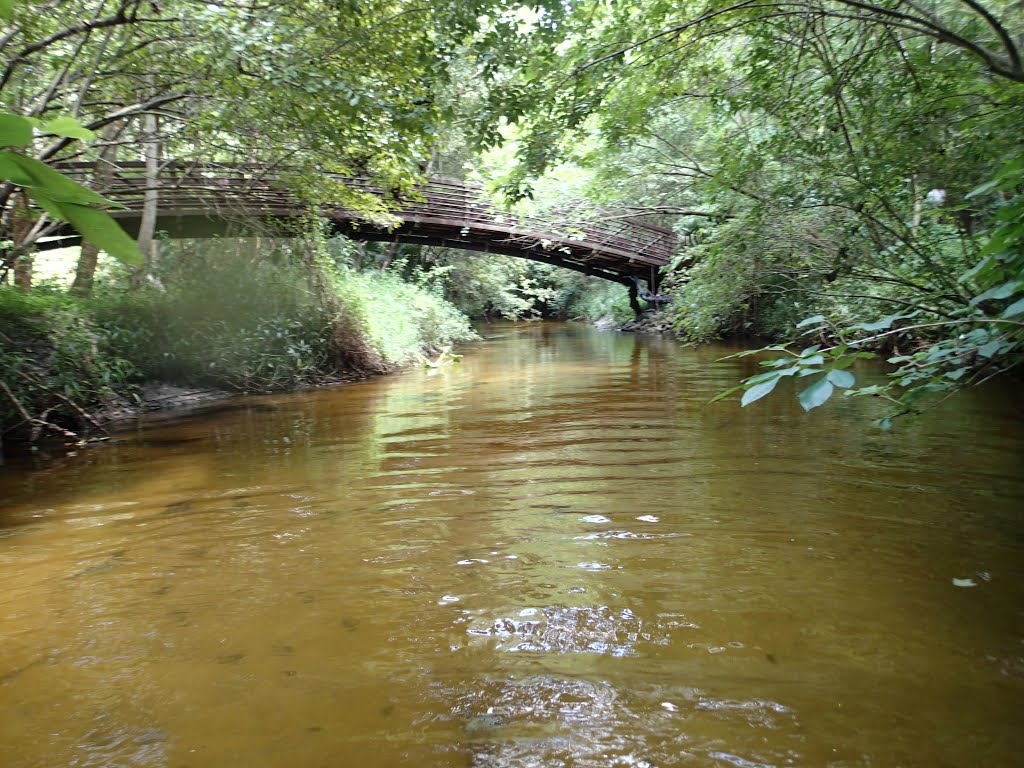 Little Wekiva River by Greg Hammack