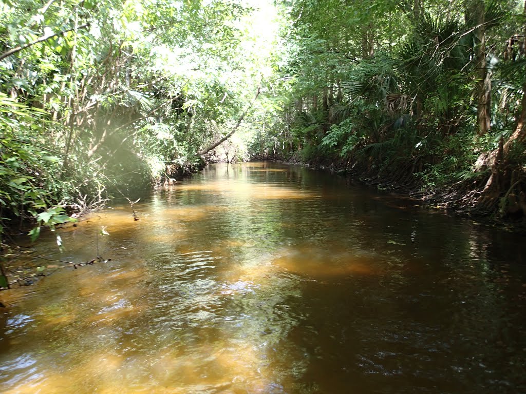 Little Wekiva River by Greg Hammack