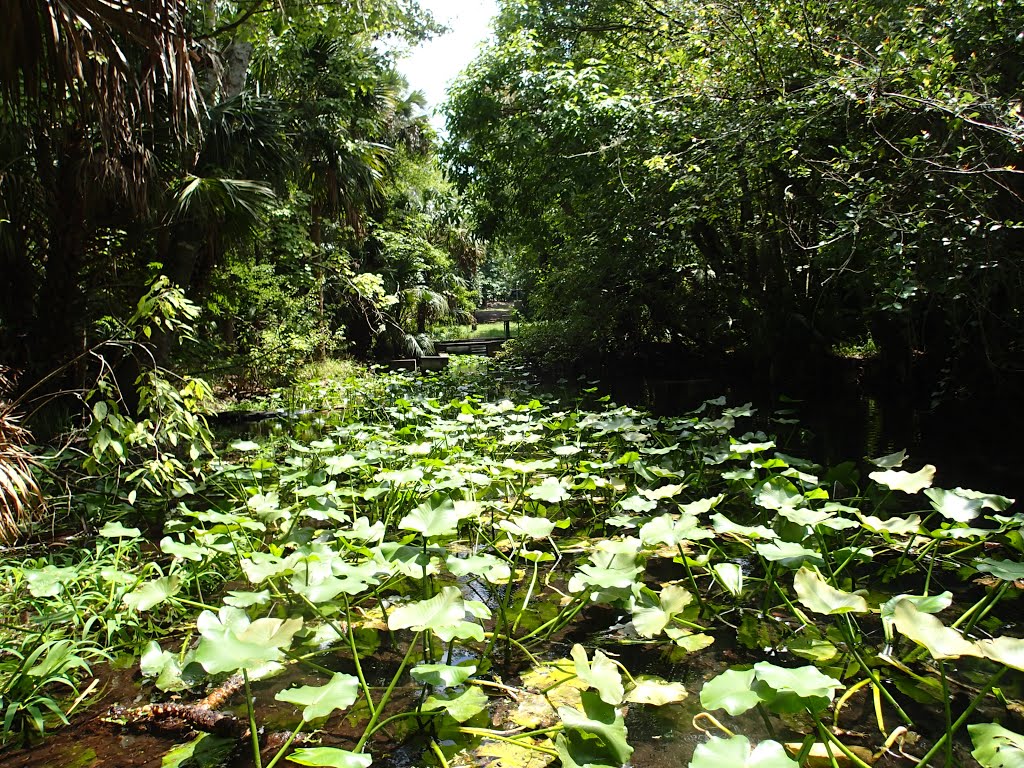 Palm Spring run to Little Wekiva River by Greg Hammack