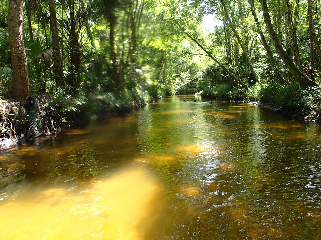 Little Wekiva River by Greg Hammack