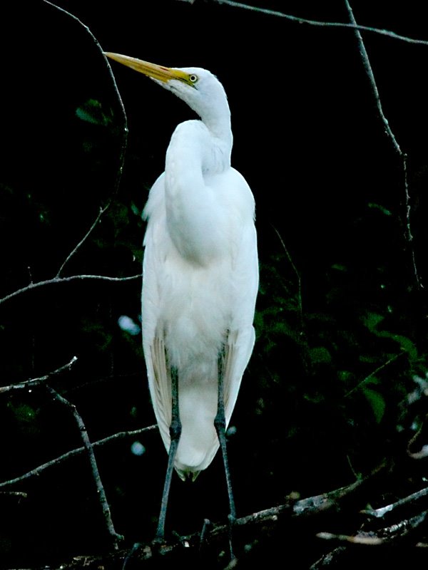 Roosting Egret by jeepertom