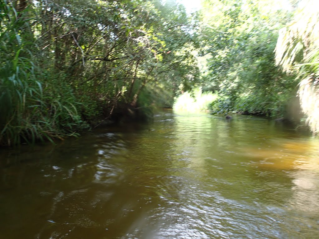 Little Wekiva River by Greg Hammack