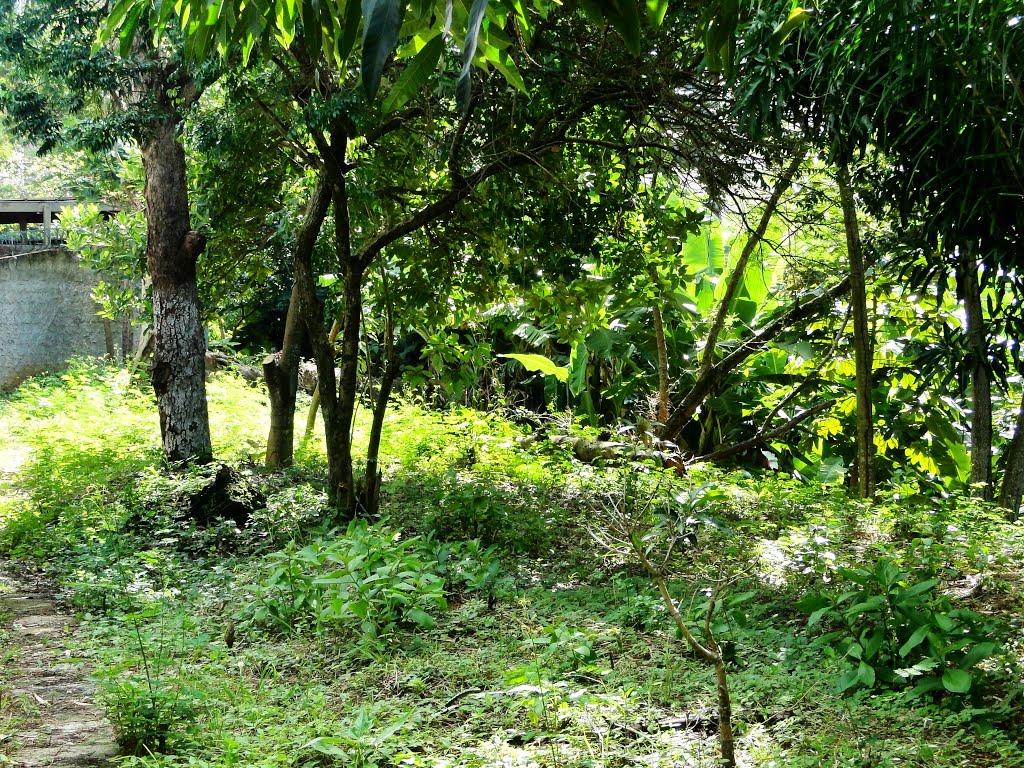 Woodland between condomiiniums, Salvador, Brazil by Caio Graco Machado