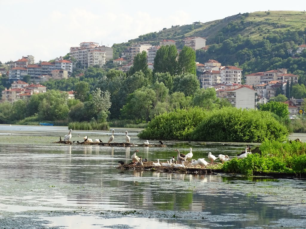 Pure Beauty in Kastoria lake, Greece. by jo mor