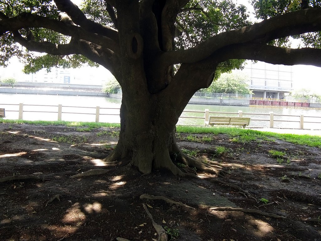 Shady tree in the garden by BryanM63