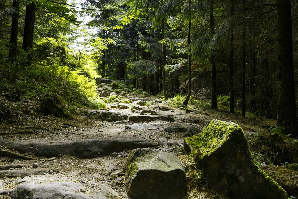 Sentier vers le Donon à Grandfontaine by Aurelien Ebel