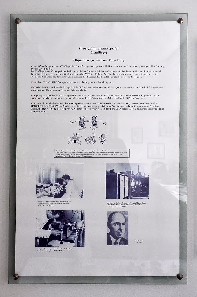 Information poster about Drosophila research in museum of the History of Science in the biomedical Campus Berlin-Buch by IPAAT