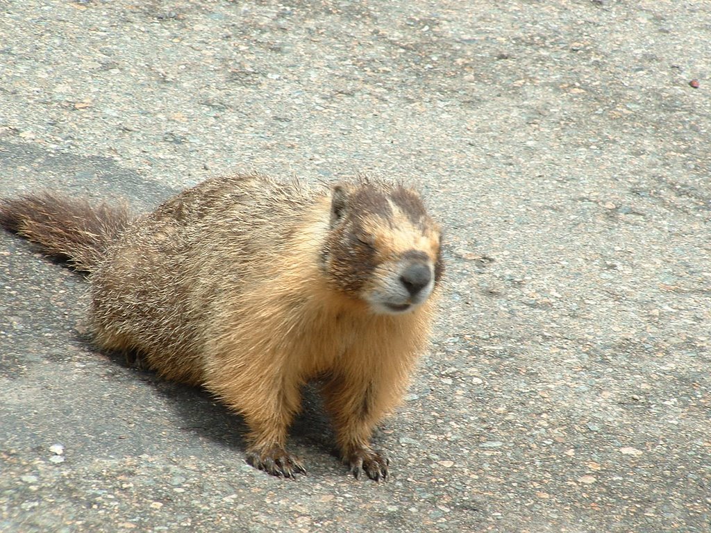 One of many local residents by kispaiox