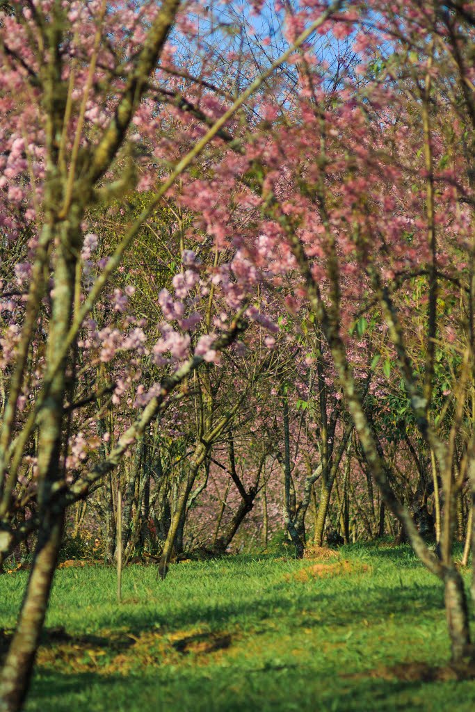 Parque do Carmo - Festa da Cerejeira em Flor by Henrique Granado